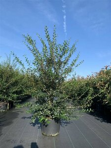 Osmanthus burkwoodii Leischerm 70 x 120 C. - afbeelding 3
