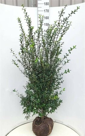 Osmanthus burkwoodii Leischerm 70 x 120 C. - afbeelding 5