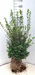Osmanthus burkwoodii Leischerm 70 x 120 C. - afbeelding 2