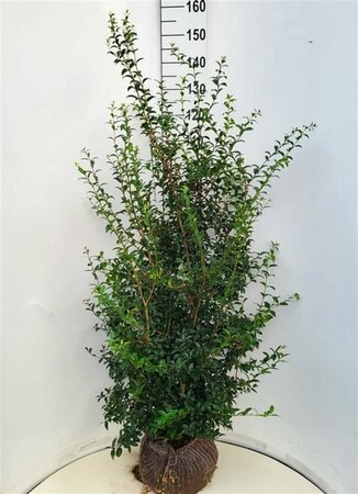 Osmanthus burkwoodii Leischerm 70 x 120 C. - afbeelding 4