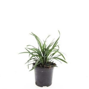 Liriope muscari 'Big Blue' C1.5 - afbeelding 1