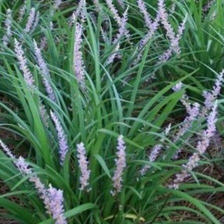 Liriope muscari 'Big Blue' C1.5 - afbeelding 9