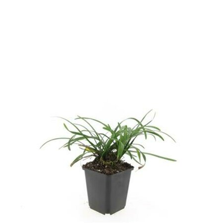 Liriope muscari 'Big Blue' C1.5 - afbeelding 15