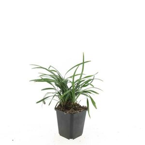 Liriope muscari 'Big Blue' C1.5 - afbeelding 5