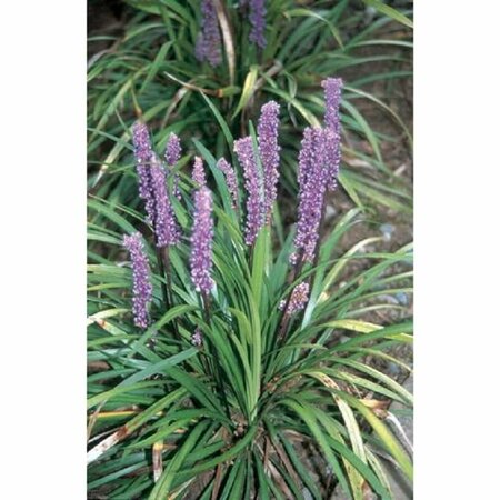 Liriope muscari 'Big Blue' C1.5 - afbeelding 8