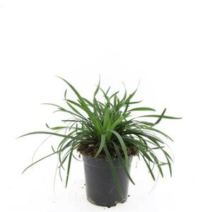 Liriope muscari 'Big Blue' C1.5 - afbeelding 14