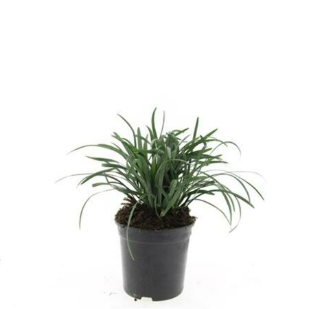 Liriope muscari 'Big Blue' C1.5 - afbeelding 11