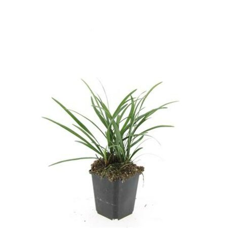 Liriope muscari 'Big Blue' C1.5 - afbeelding 4