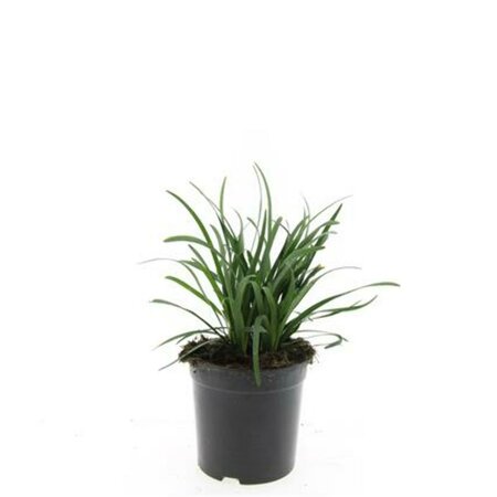 Liriope muscari 'Big Blue' C1.5 - afbeelding 13