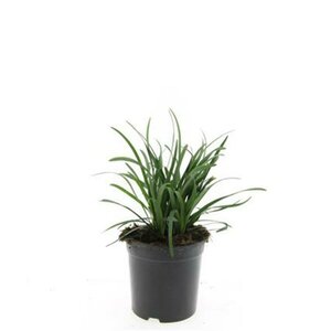 Liriope muscari 'Big Blue' C1.5 - afbeelding 13