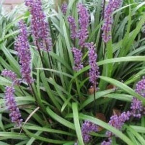 Liriope muscari 'Big Blue' C1.5 - afbeelding 7