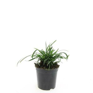 Liriope muscari 'Big Blue' C1.5 - afbeelding 12