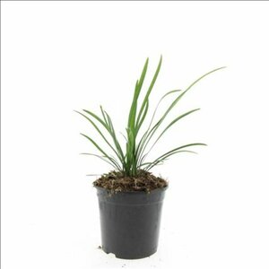 Liriope muscari 'Big Blue' C1.5 - afbeelding 10