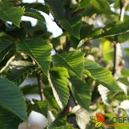 Carpinus betulus 'Fastigiata' 10-12 C. Geveerd - afbeelding 2