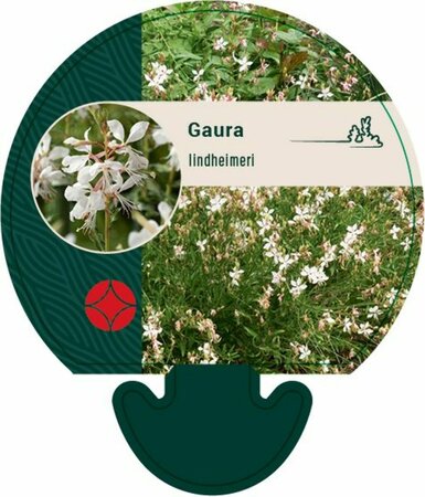 Gaura lindheimeri P9 - afbeelding 4