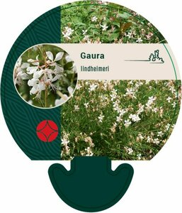 Gaura lindheimeri P9 - afbeelding 4
