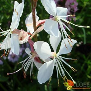 Gaura lindheimeri P9 - afbeelding 1