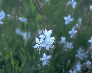 Gaura lindheimeri P9 - afbeelding 2