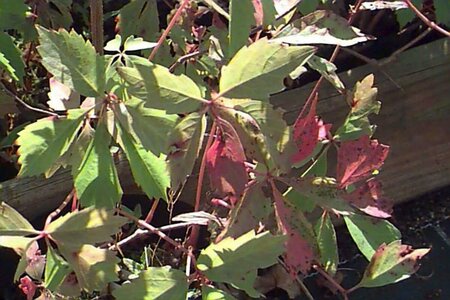 Parthenocissus quinquefolia 60/80 C. - afbeelding 2