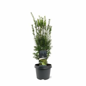 Taxus media 'Hicksii' 80/100 KL. - afbeelding 3