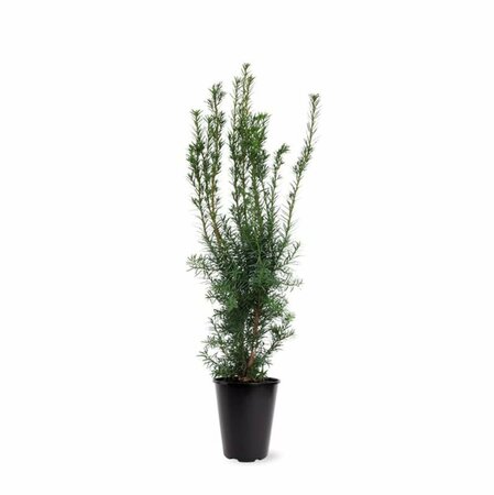 Taxus media 'Hicksii' 80/100 KL. - afbeelding 2