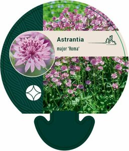 Astrantia major 'Roma' C2 - afbeelding 6