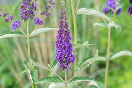 Buddleja davidii 'Empire Blue' C10 - afbeelding 1