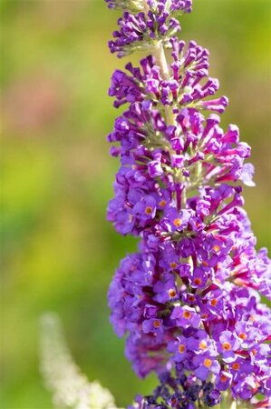 Buddleja davidii 'Empire Blue' C10 - afbeelding 2