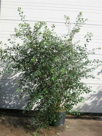 Spiraea vanhouttei 40/50 C. - afbeelding 3