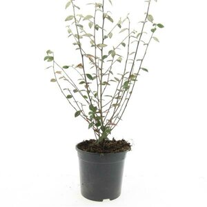 Cotoneaster franchetii C1.5 - afbeelding 2