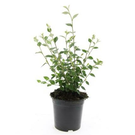 Cotoneaster franchetii C1.5 - afbeelding 3