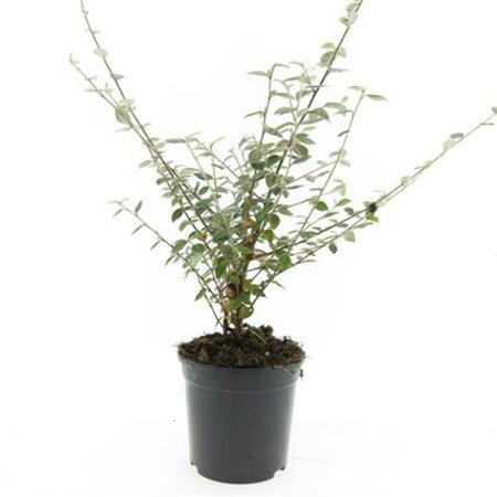 Cotoneaster franchetii C1.5 - afbeelding 7