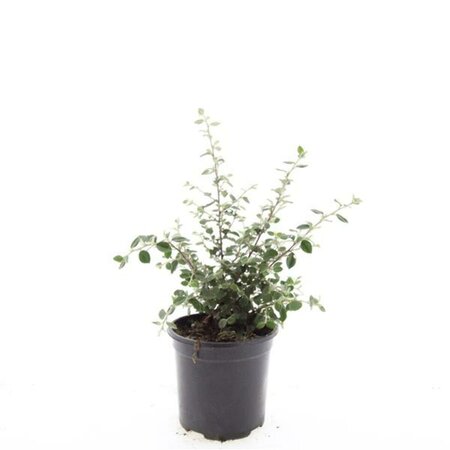 Cotoneaster franchetii C1.5 - afbeelding 4