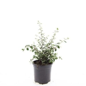 Cotoneaster franchetii C1.5 - afbeelding 4