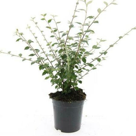 Cotoneaster franchetii C1.5 - afbeelding 5