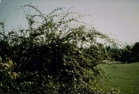 Cotoneaster franchetii C1.5 - afbeelding 1