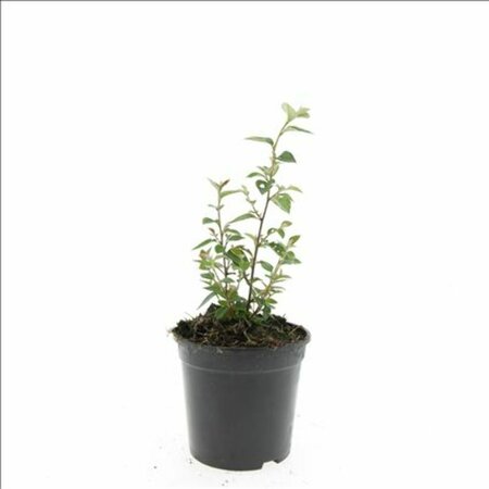 Cotoneaster franchetii C1.5 - afbeelding 8