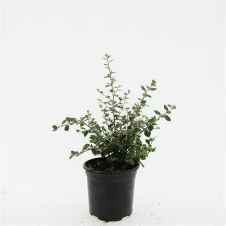 Cotoneaster franchetii C1.5 - afbeelding 6