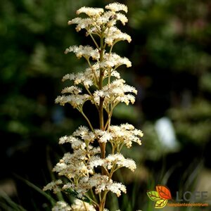 Rodgersia pinnata C2 - afbeelding 5