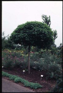 Catalpa bignonioides 'Nana' ST. 225 20-25 DR.  - afbeelding 3