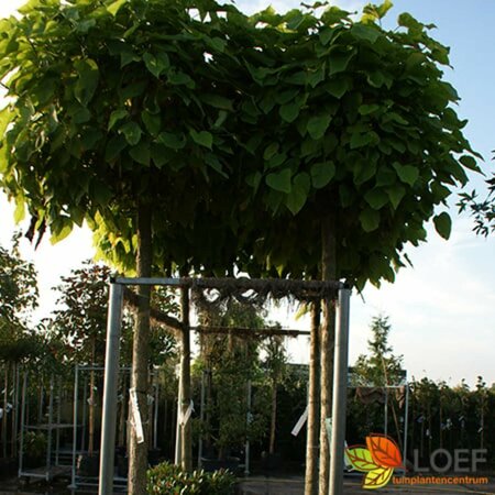 Catalpa bignonioides 'Nana' ST. 225 20-25 DR.  - afbeelding 4