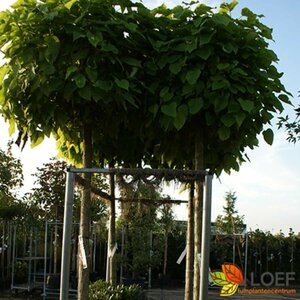Catalpa bignonioides 'Nana' ST. 225 20-25 DR.  - afbeelding 4