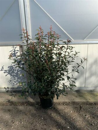 Photinia fraseri 'Carré Rouge' 30/40 C. - afbeelding 2