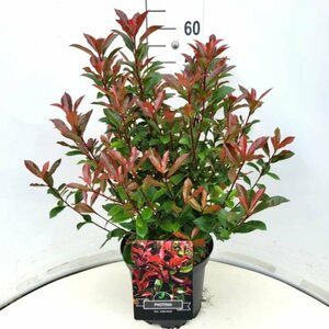 Photinia fraseri 'Carré Rouge' 30/40 C. - afbeelding 1