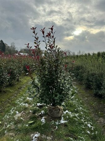 Photinia fraseri 'Carré Rouge' 30/40 C. - afbeelding 3