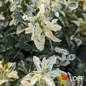 Euonymus fortunei 'Harlequin' 30/40 C. - afbeelding 6