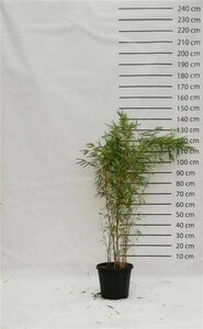 Fargesia robusta 'Campbell' 125/150 C.