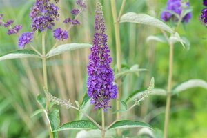 Buddleja davidii 'Empire Blue' 80/100 C. - afbeelding 1