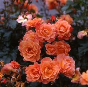 Rosa (H) 'Westerland'  175/200 C.