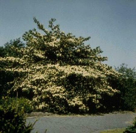 Cornus controversa 275/300 C. - afbeelding 2